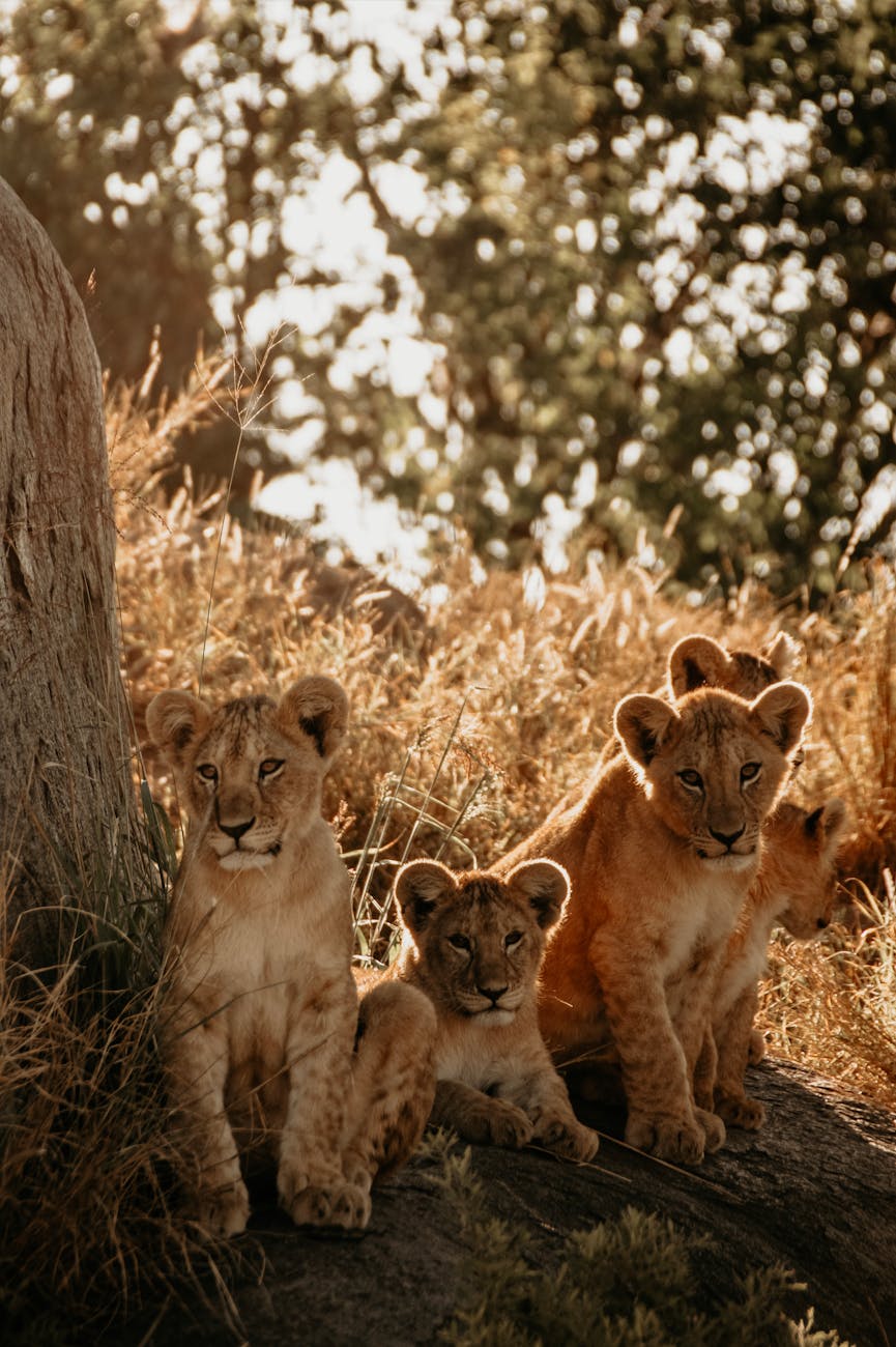 Cadeaus kinderdag Afrika